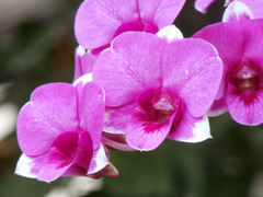 Dendrobium bigibbum