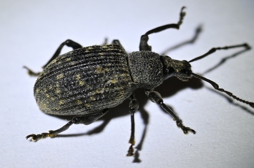 Black Vine Weevil