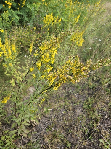 European goldenrod