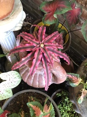 Cryptanthus