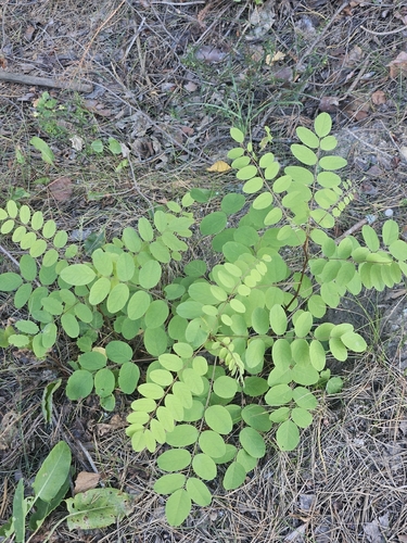 black locust