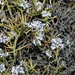 Polygala spinescens - Photo (c) Anibal Prina,  זכויות יוצרים חלקיות (CC BY-NC), הועלה על ידי Anibal Prina