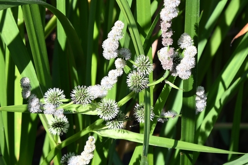 Branched Bur-reed