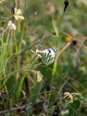 Euchloe belemia
