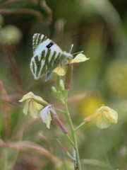 Euchloe belemia