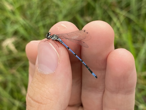 Azure Damselfly