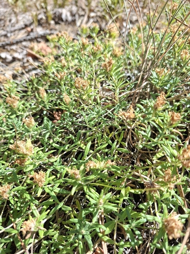 Teucrium montanum, photograph 4