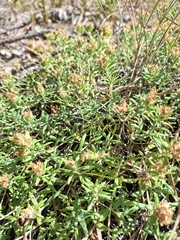 Teucrium montanum, photograph (c) Ross Krisztina, some rights reserved (CC BY)