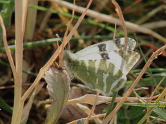 Euchloe belemia