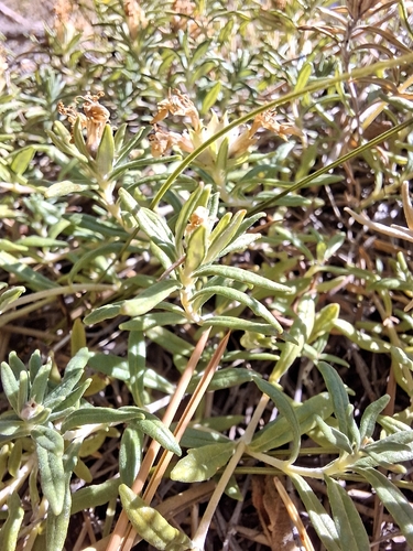 Teucrium montanum, photograph 5