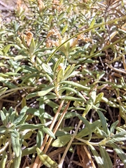 Teucrium montanum, photograph (c) Ross Krisztina, some rights reserved (CC BY)