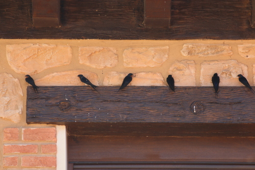 Barn Swallow
