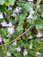 Cymbalaria muralis