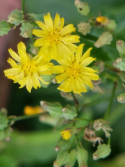 Youngia japonica