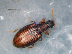 Enicmus histrio