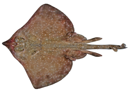 White-spotted Skate