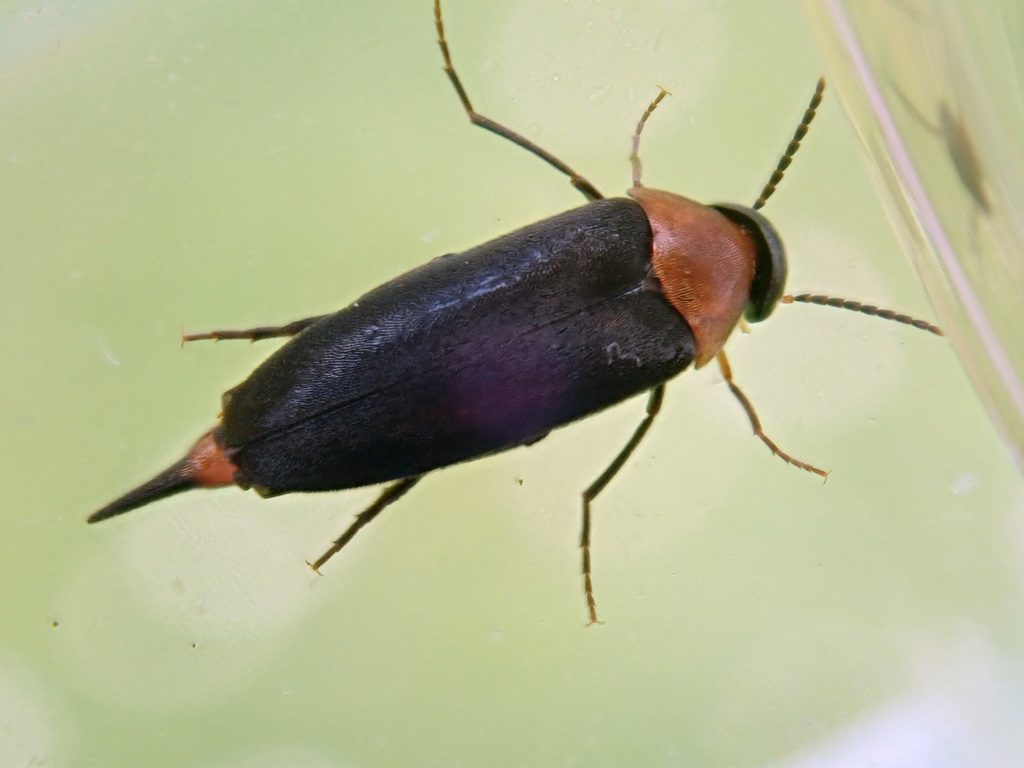 Mordellochroa abdominalis, photo 1 of 7