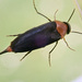 Mordellochroa abdominalis - Photo (c) Paul Bowyer,  זכויות יוצרים חלקיות (CC BY-NC), uploaded by Paul Bowyer