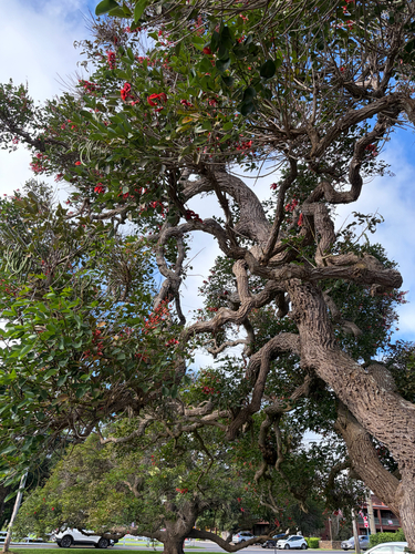 Erythrina crista-galli observed 2026-08-12