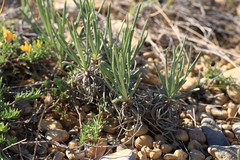 Jurinea stoechadifolia