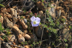 Linum lanuginosum