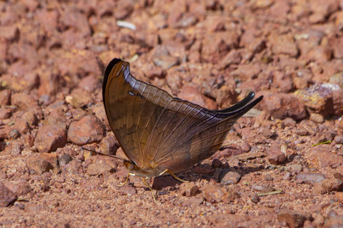 Marpesia themistocles