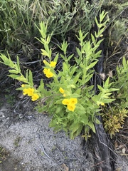 Diplacus clevelandii