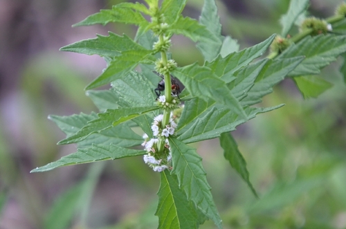 European water-horehound