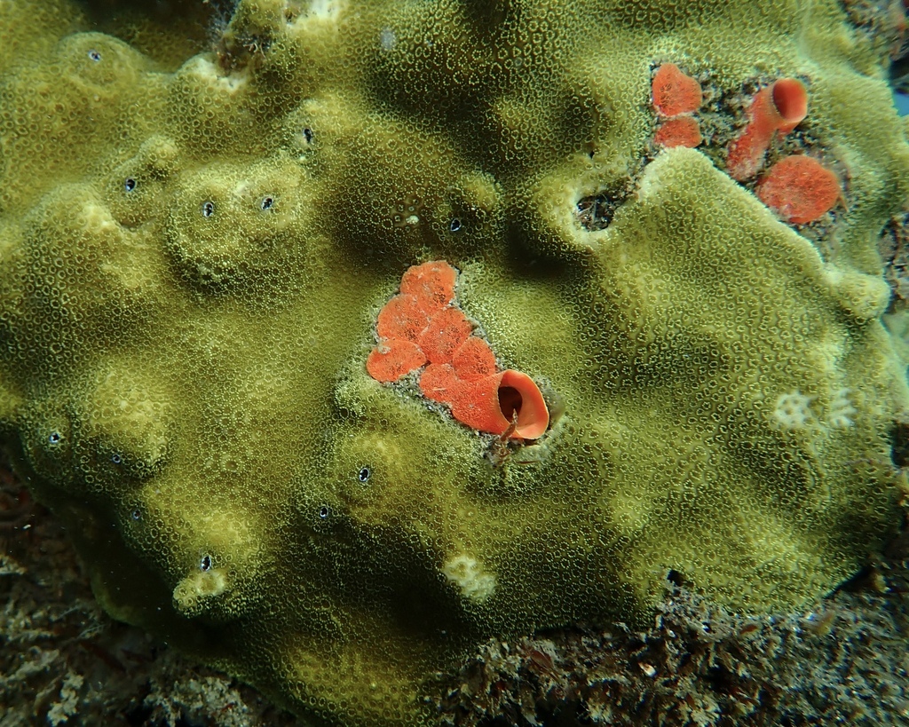 Immagine rappresentativa del genere Cliothosa