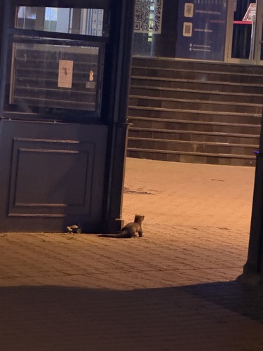 Stone Marten