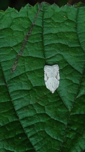 Black-headed Birch Leaffolder Moth