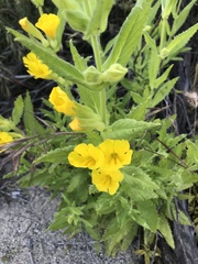 Diplacus clevelandii