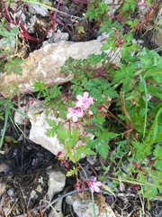 Geranium robertianum