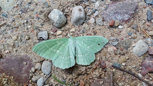 Large Emerald