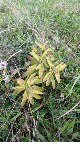 Cross Gentian