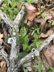 Moehringia