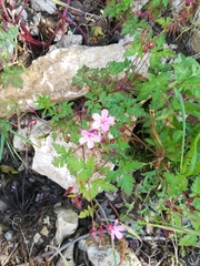 Geranium robertianum