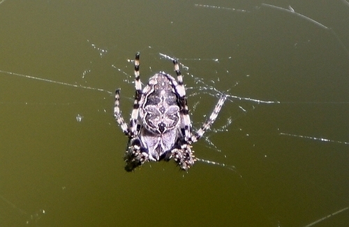 Grey Cross Spider