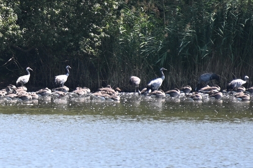 Common Crane
