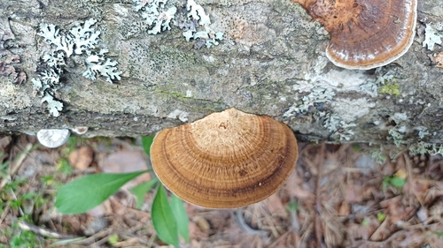 Thin-walled Maze Polypore