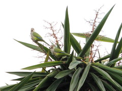 Myiopsitta monachus