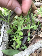 Moehringia