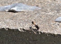 Sceliphron destillatorium