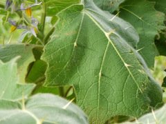 Solanum mammosum