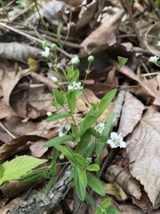 Moehringia