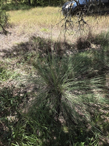 Muhlenbergia lindheimeri, photograph 4