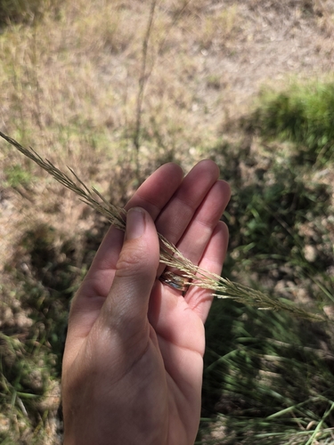 Muhlenbergia lindheimeri, photograph 5