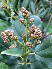 Ceanothus velutinus laevigatus