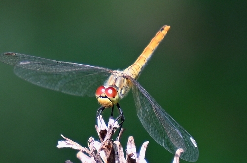 Ruddy Darter