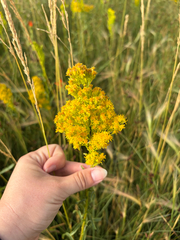 Solidago spectabilis